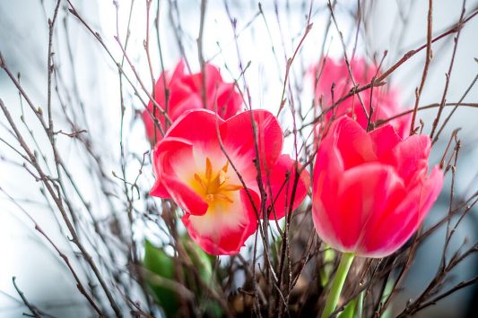 Nederland, Drachten, 23-02-2021. Bloemstyliste Esther Bolt maakt een bloemstuk van takken met daartussen in tulpen.